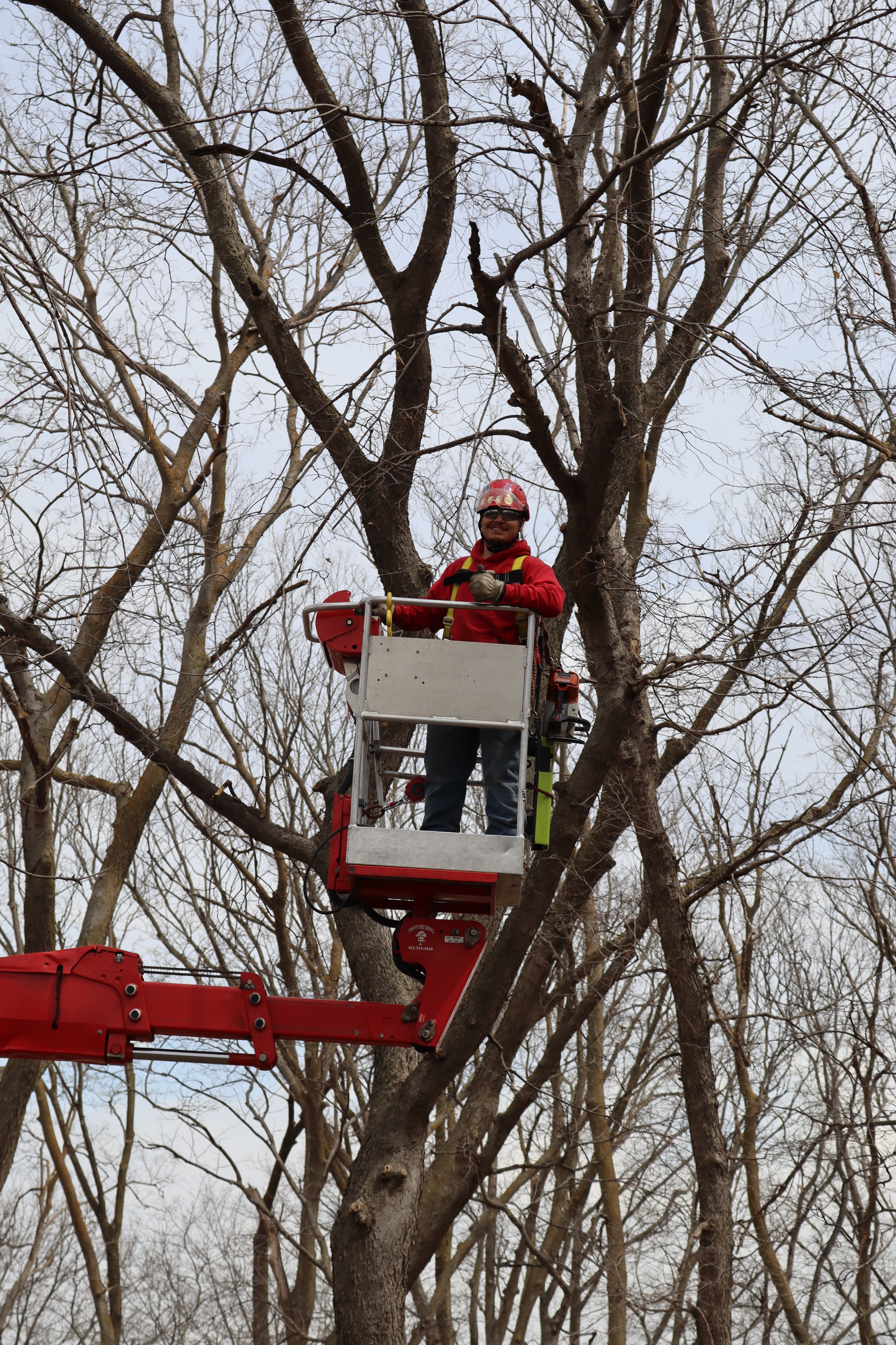 Vinny's Tree Service arborist in red gear working from aerial lift bucket high in bare tree canopy