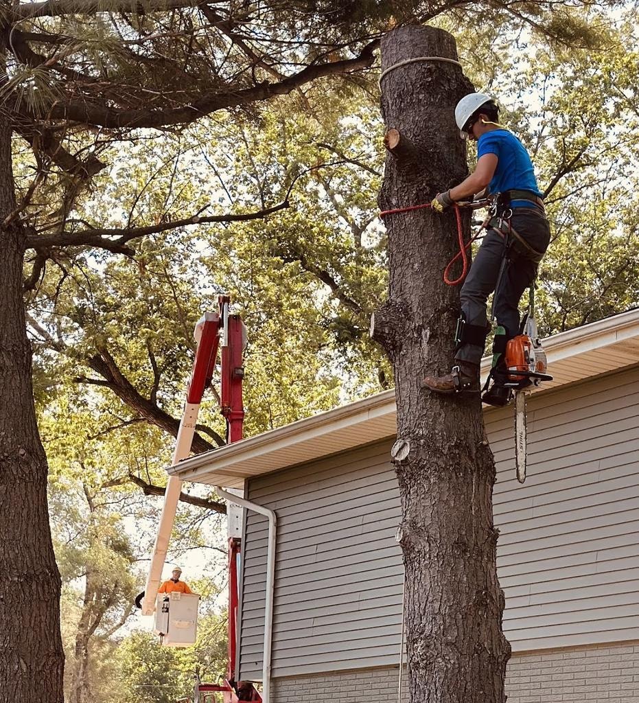 Vinny's Tree Service climber and aerial lift crew trimming large pine tree near home