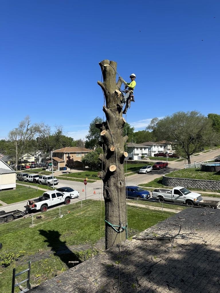 Vinny's Tree Service climber high up on tall tree during removal in Omaha, NE