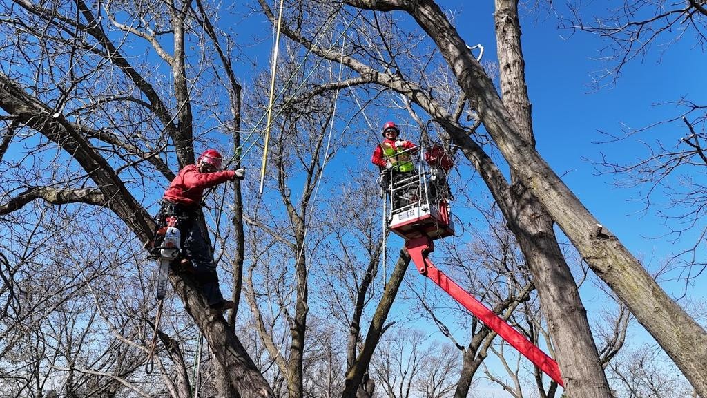 Two Vinny's Tree Service arborists working in tree canopy with aerial lift