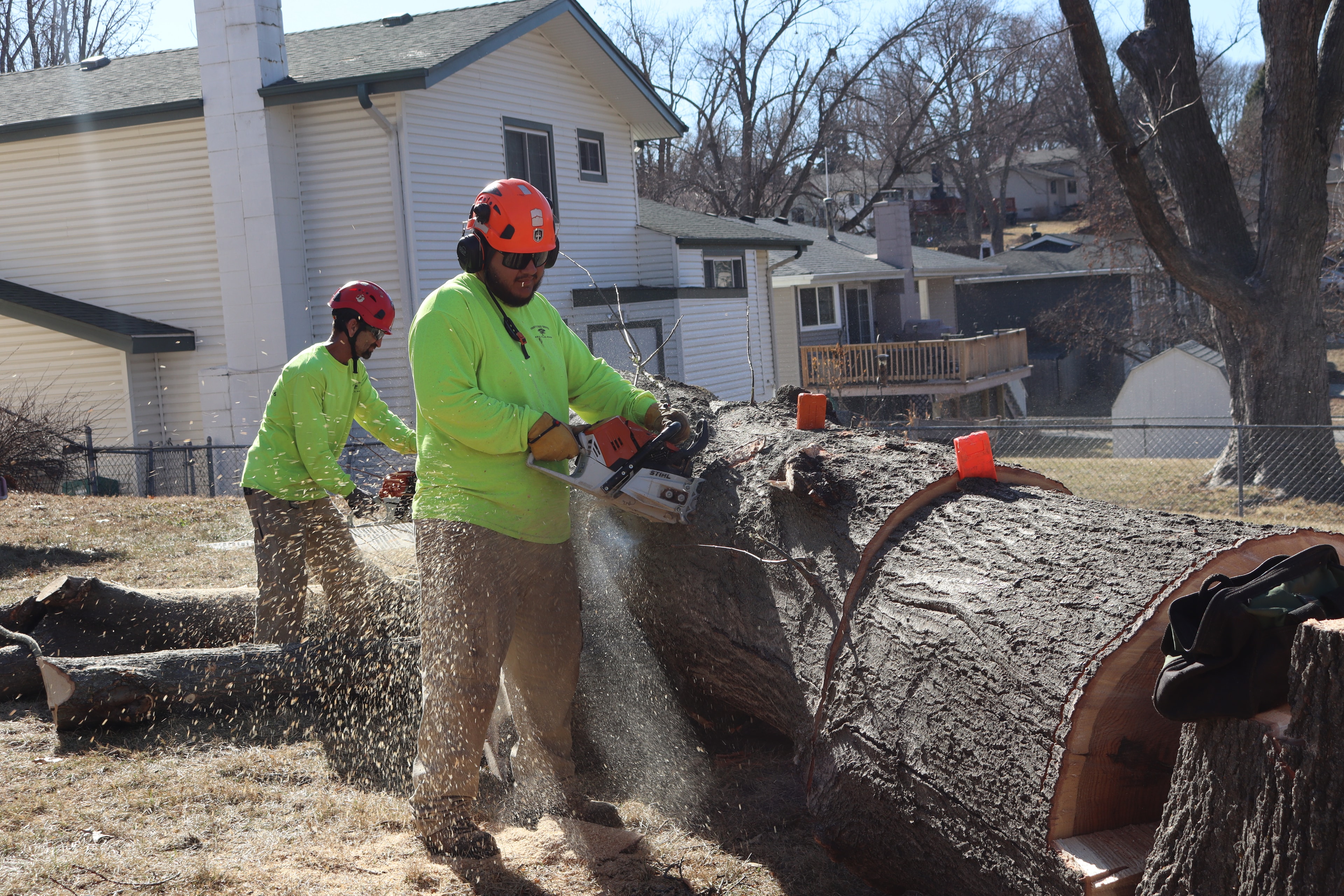 Two Vinny's Tree Service crew members in green shirts and red helmets cutting large log with chainsaws