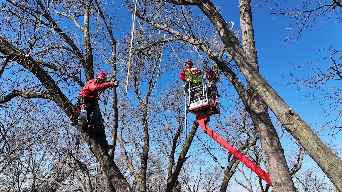 Tree Trimming & Pruning in Omaha, NE